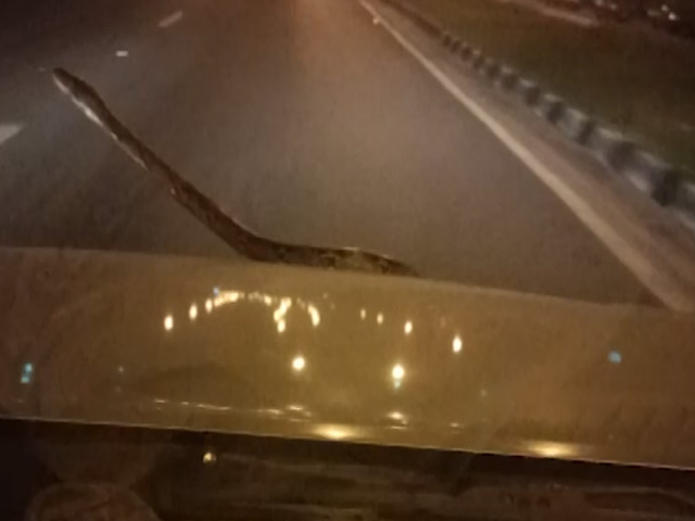 "Very Scary" Video Shows Python Emerging On Moving Car's Bonnet