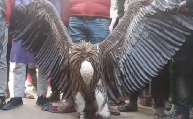 Watch: Rare Vulture Captured In Uttar Pradesh's Kanpur, Handed Over To Forest Department