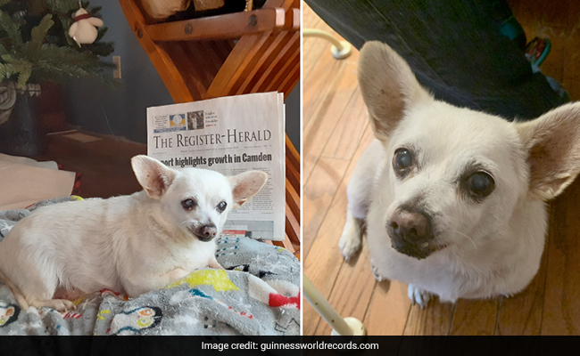 US Family's Chihuahua Claims The Record For "Oldest Dog In The World"