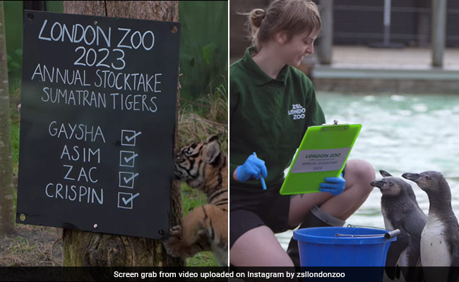 Watch: London Zoo Starts Annual Headcount Of Its Animals, Internet Says ''What A Fun Job''