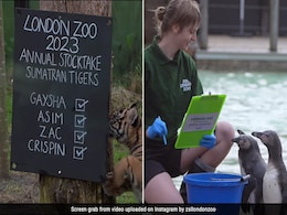 Watch: London Zoo Starts Annual Headcount Of Its Animals, Internet Says ''What A Fun Job'' Watch: London Zoo Starts Annual Headcount Of Its Animals, Internet Says ''What A Fun Job''