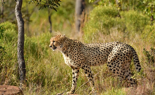 12 Cheetahs From South Africa To Arrive In India On February 18: Environment Minister