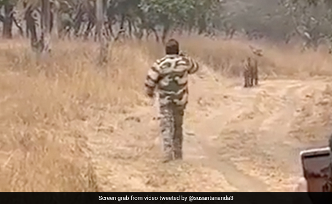 Video Of Man Running Behind Tiger With Mobile Phone In Hand Infuriates Internet