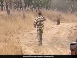 Video Of Man Running Behind Tiger With Mobile Phone In Hand Infuriates Internet Video Of Man Running Behind Tiger With Mobile Phone In Hand Infuriates Internet