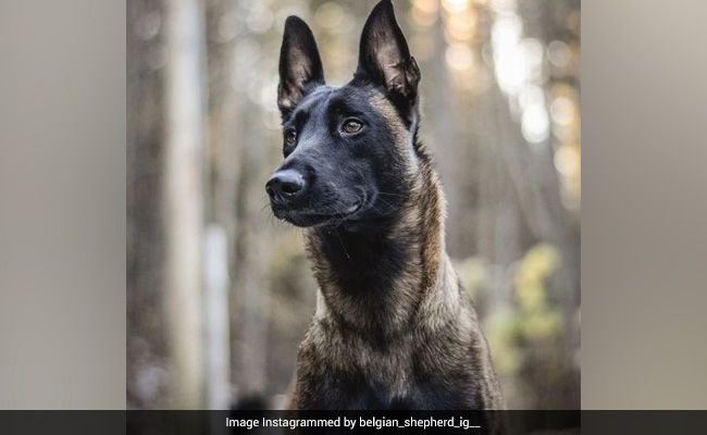 Study Reveals List Of World's Most Intelligent Dogs, This Breed Scores The Highest