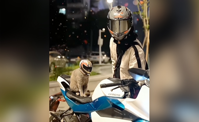 हेलमेट पहने बाइक पर सवार बिल्ली ने उड़ाए सबके होश, देखें Video