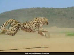 22 फीट की छलांग लगाकर सोशल मीडिया पर छा गया 120km की स्पीड से दौड़ता चीता 22 फीट की छलांग लगाकर सोशल मीडिया पर छा गया 120km की स्पीड से दौड़ता चीता