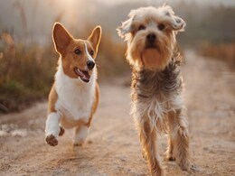 Pets Help Protect Your Brain As You Get Older, Says Study Pets Help Protect Your Brain As You Get Older, Says Study