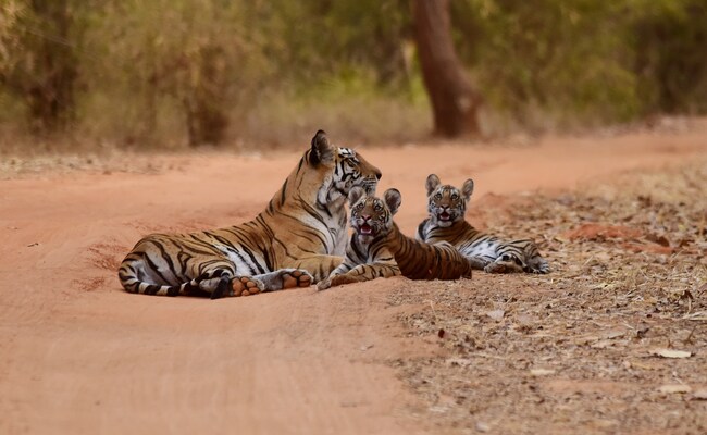 Tigress Gives Birth To 5 Cubs In Madhya Pradesh's Kanha Tiger Reserve