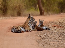 At 3,682, India Is Home To 75% Of World's Tiger Population: Data At 3,682, India Is Home To 75% Of World's Tiger Population: Data