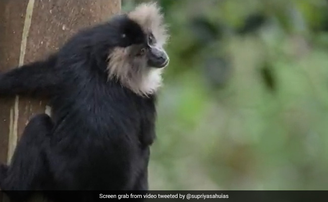 Bureaucrat Shares Video Of Rare Lion-Tailed Monkey, Internet Is Stunned