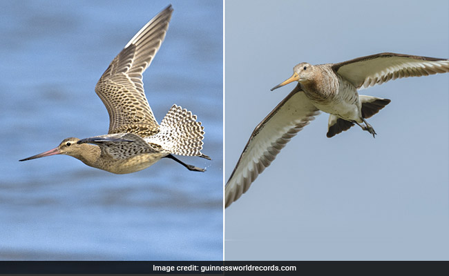 इस पक्षी ने बिना रुके 11 दिन में भरी 13,560 किमी की उड़ान, अलास्का से पहुंचा ऑस्ट्रेलिया, बनाया रिकॉर्ड