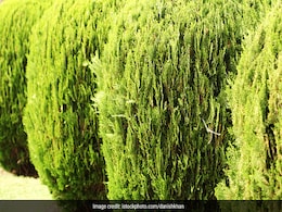 Plant tips : मोरपंख के पौधे को ऐसे लगाएंगी तो घर में बनी रहेगी सुख शांति, ये रहे नियम Plant tips : मोरपंख के पौधे को ऐसे लगाएंगी तो घर में बनी रहेगी सुख शांति, ये रहे नियम