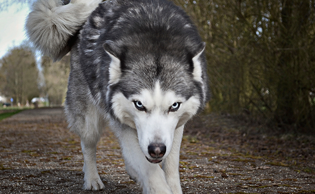 UK Woman Describes Dog Attack That Lasted For 45 Minutes, Says Stricter Laws Needed