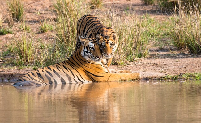 2,967 Tigers In India Across 53 Tiger Reserves: Centre To Supreme Court