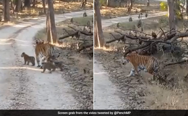 Watch: Tigress Spotted Roaming With Her Adorable Cubs At Forest Reserve In Madhya Pradesh