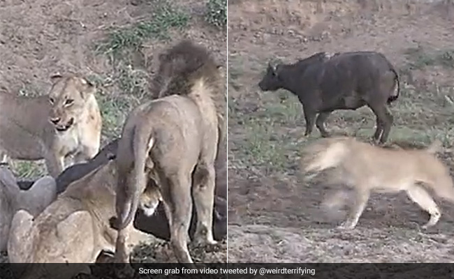 Old Video Shows Buffalo Miraculously Escaping From The Clutches Of Five Lions