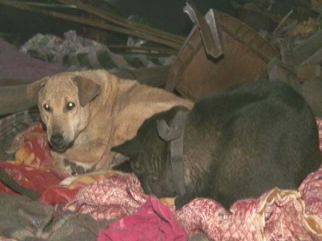200 Stray Dogs Homeless In Delhi As Makeshift Shelter Demolished