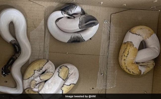 18 Exotic Animals Seized From 3 Passengers At Bengaluru Airport