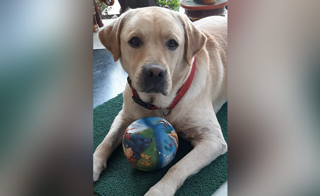These Trained Dogs Hold World Record In Sniffing Out Infections
