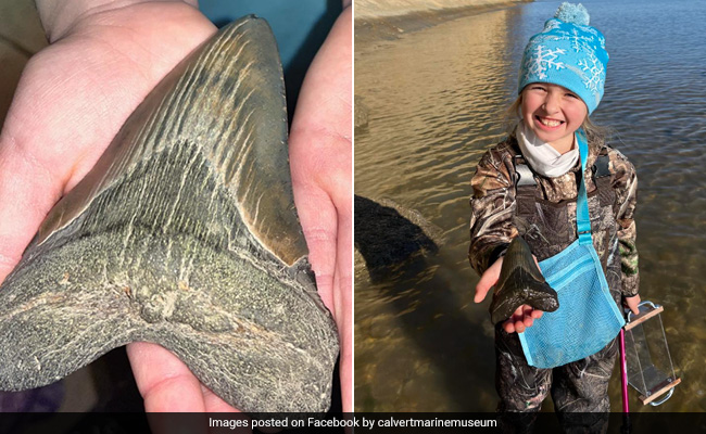 9-Year-Old Girl Finds Enormous ''Once-In-A-Lifetime'' Megalodon Tooth On US Beach