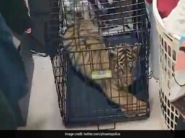 Watch: US Man Detained As He Attempts To Sell A Tiger Cub To Undercover Police Officers Online Watch: US Man Detained As He Attempts To Sell A Tiger Cub To Undercover Police Officers Online