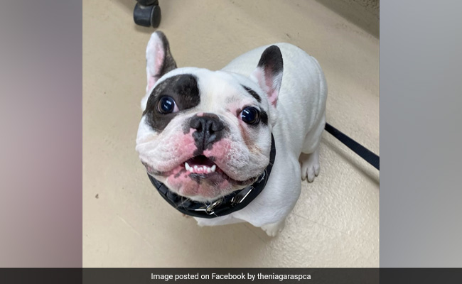 New York Shelter's Adoption Post For A 'Jerk Dog' Goes Viral