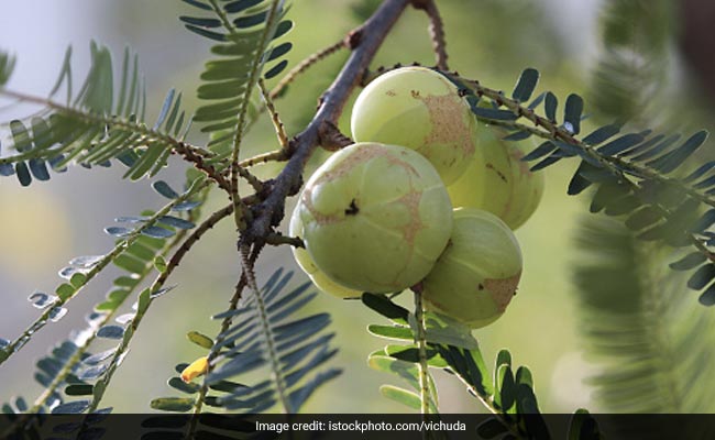 Amla tree : आंवले का पौधा इस दिन घर में लगाने से आती है सुख शांति और संपदा