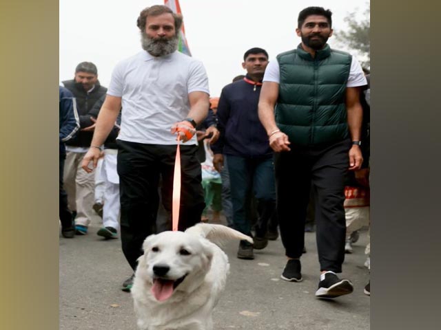 Rahul Gandhi Walks With A Dog During Bharat Jodo Yatra