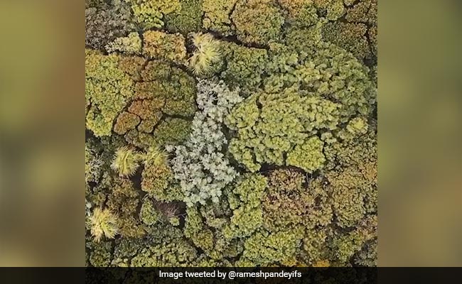 Video Shows Trees 'Social Distancing' By Leaving Small Gap Between Each Other