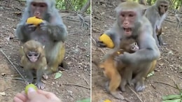 Watch: Adorable Viral Video Of Monkey Teaching Its Child Not To Take Food From Strangers