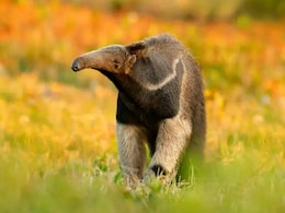 Video: जंगल में टहलता दिखा अजीबोगरीब विचित्र जीव, पैर के नाखून से करता है चाकू जैसा वार Video: जंगल में टहलता दिखा अजीबोगरीब विचित्र जीव, पैर के नाखून से करता है चाकू जैसा वार