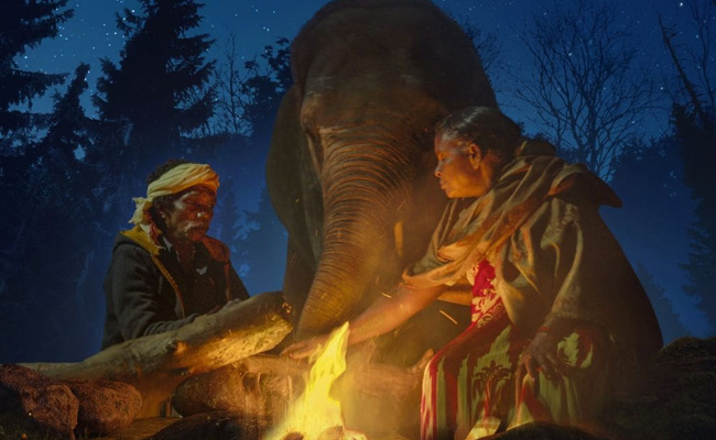 Oscars 2023: <i>All That Breathes</i> And <i>The Elephant Whisperers</i> Nominated
