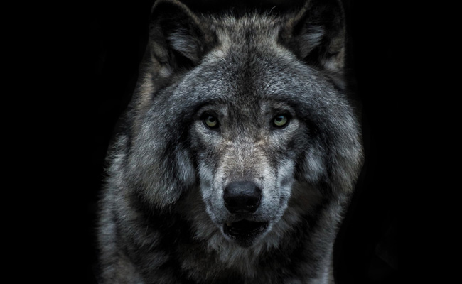 Japanese Man Spends Rs 18 Lakh To Look Like A Wolf Walking On Hind Legs