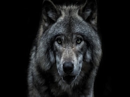 Japanese Man Spends Rs 18 Lakh To Look Like A Wolf Walking On Hind Legs Japanese Man Spends Rs 18 Lakh To Look Like A Wolf Walking On Hind Legs