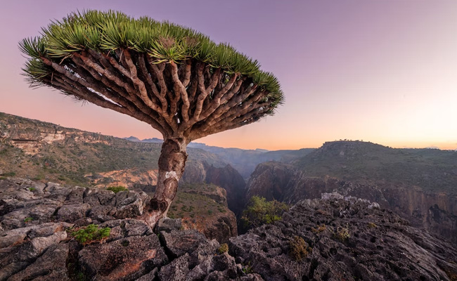Socotra Island Is "The Most Alien Looking Place On Earth", Here's Why
