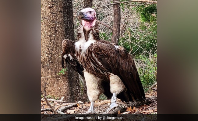 Endangered Vulture Dies Under Unusual Circumstances At US Zoo