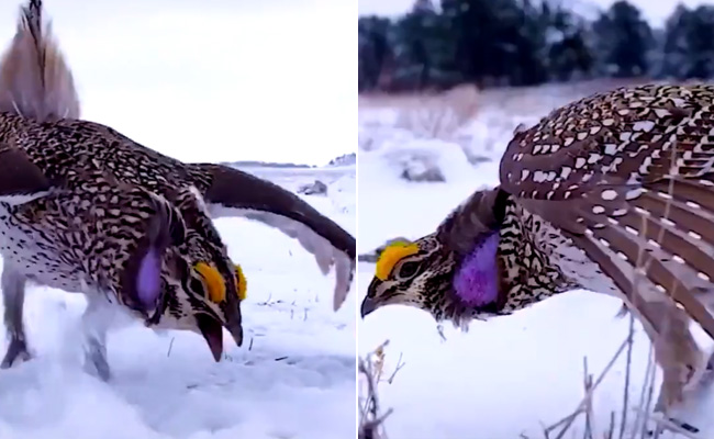 बर्फ पर पूंछ मटकाते पक्षी ने किया अजीबोगरीब डांस, देखते रह जाएंगे VIDEO