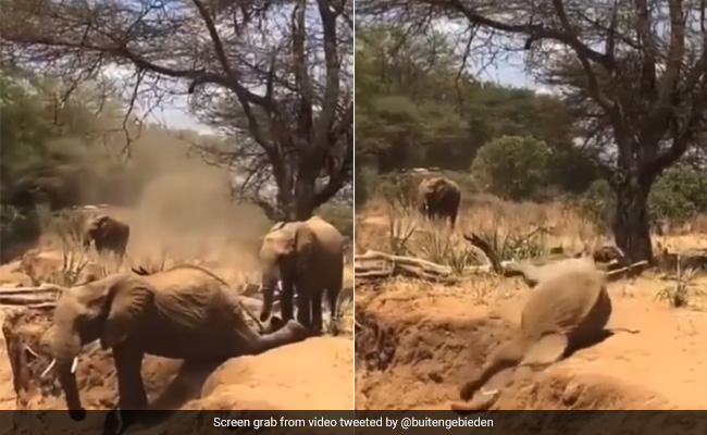 Watch: Mother Elephant Teaches Her Baby How To Get Down Slope, Calf Fails Hilariously