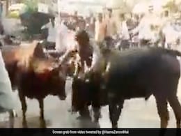 दो सांडों के बीच हो रही थी खतरनाक Fight, छुड़ाने पहुंचा शख्स, गुस्साए सांड ने सींग मारकर ऐसे उछाला, देखकर कांप गए लोग दो सांडों के बीच हो रही थी खतरनाक Fight, छुड़ाने पहुंचा शख्स, गुस्साए सांड ने सींग मारकर ऐसे उछाला, देखकर कांप गए लोग