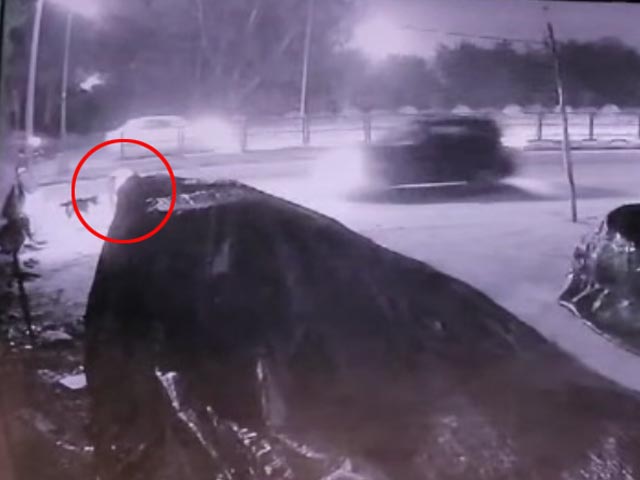 सीसीटीवी में कैद: आवारा कुत्ते को खाना खिला रही चंडीगढ़ की महिला को कार ने टक्कर मारी