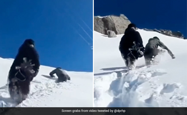 Watch: Staff Wades Through Snow To Restore Power Supply In Shimla, Internet Lauds Efforts