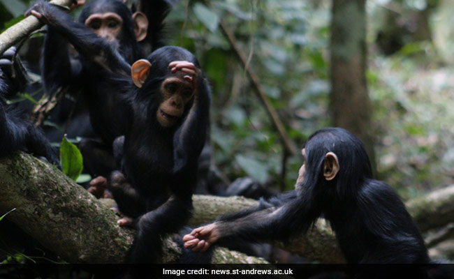 Understanding Apes' Gestures Is Possible For Humans, Study Finds