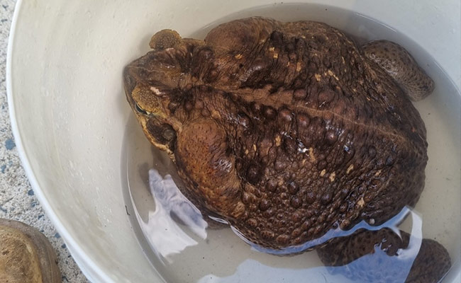 This 2.7 Kg Cane Toad, Found In Australia, May Be The World's Largest