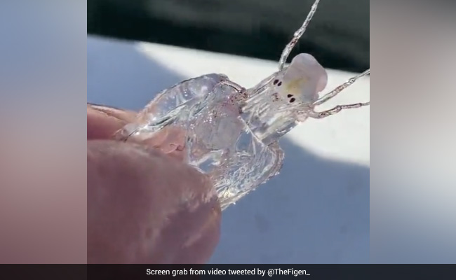 Mysterious Transparent "Alien" Sea Creature Piques Social Media's Interest