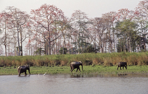 Community Fishing Banned In Kaziranga National Park Ahead Of Magh Bihu