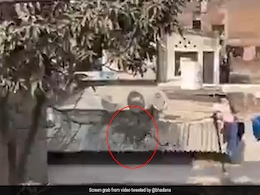 Video: Leopard Enters Shop In Faridabad Near Delhi, Rescued After 4 Hours Video: Leopard Enters Shop In Faridabad Near Delhi, Rescued After 4 Hours