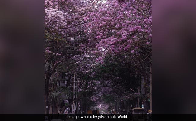 In Pics: Cherry Blossom-Like Pink Flowers Carpet The Streets Of Bengaluru