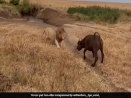 शेर और भैंसे के बीच हुई खतरनाक Fight, शेर ने भैंसे को खूब दौड़ाया, गिराकर दबोच ली गर्दन, फिर भैंसे ने जो किया... शेर और भैंसे के बीच हुई खतरनाक Fight, शेर ने भैंसे को खूब दौड़ाया, गिराकर दबोच ली गर्दन, फिर भैंसे ने जो किया...