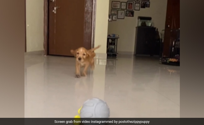 Viral Video: Woman Shares How Her Pet Dog Helped Her Recover After Surgery